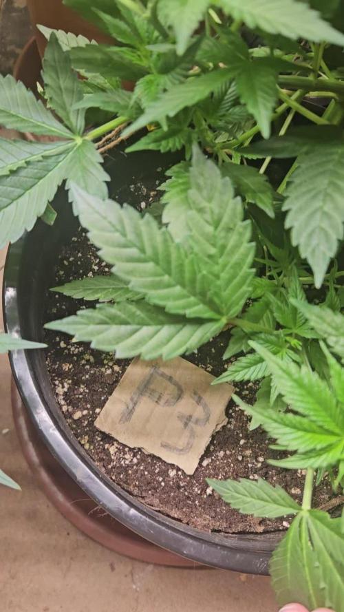 Mystery Phenos