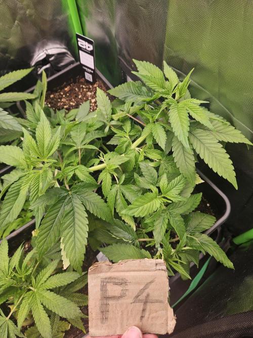 Mystery Phenos. Week 12