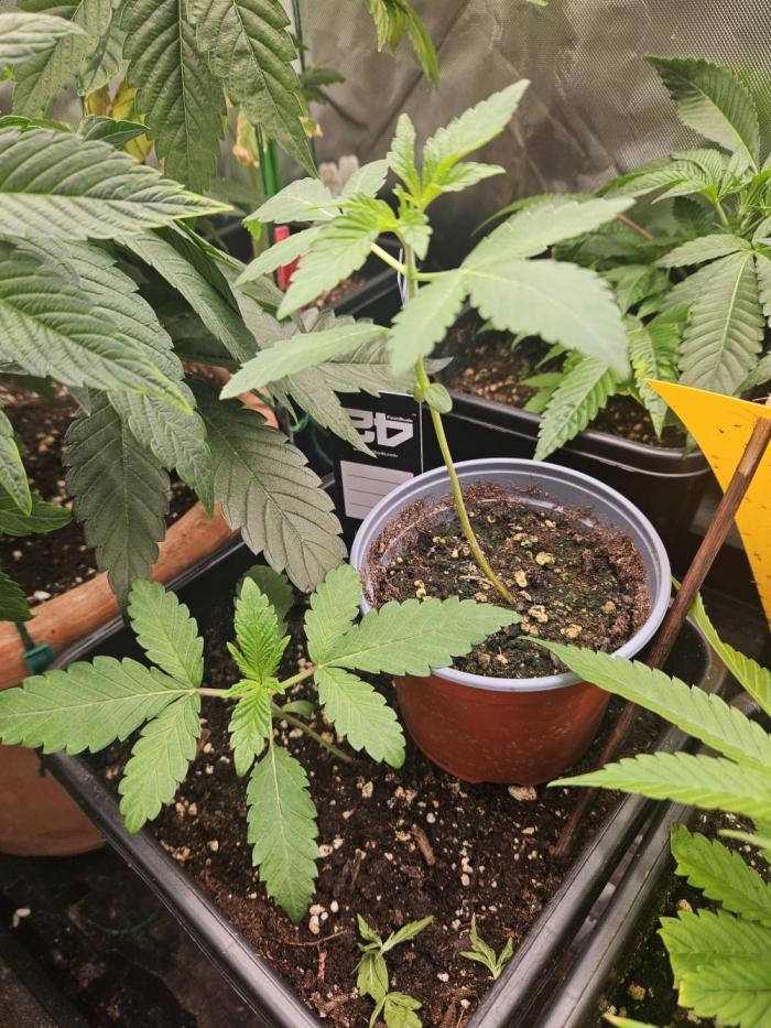 Garlic Mint. Week 3