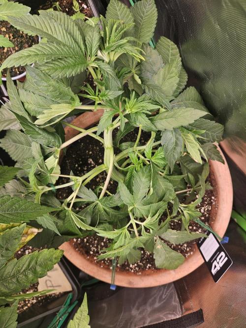 Gary Sherbet. Week 7