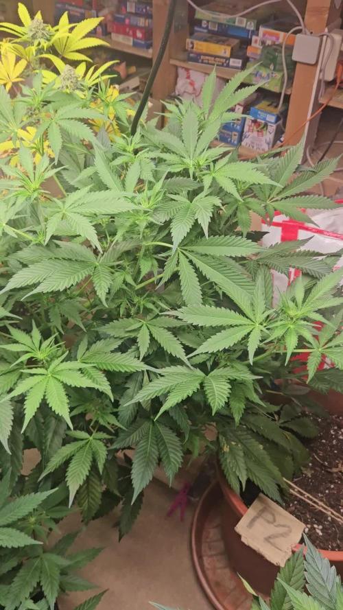 Mystery Phenos