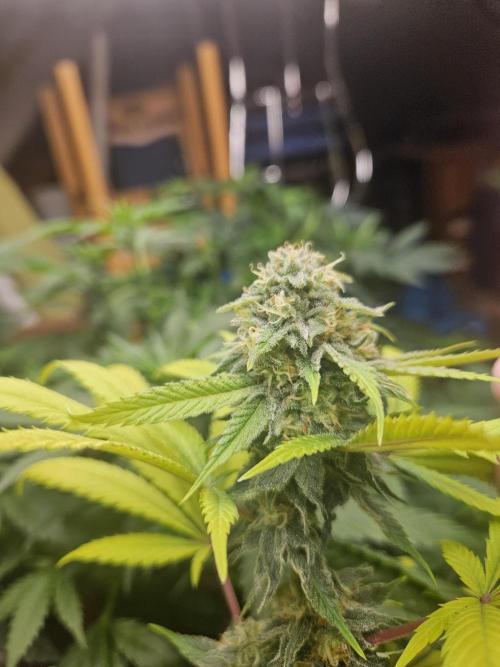 Lemon Mandarin 🍋🍊. Week 17