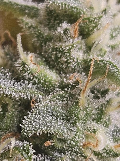 Lemon Mandarin 🍋🍊. Week 17