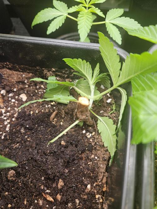 Garlic Mint. Week 3