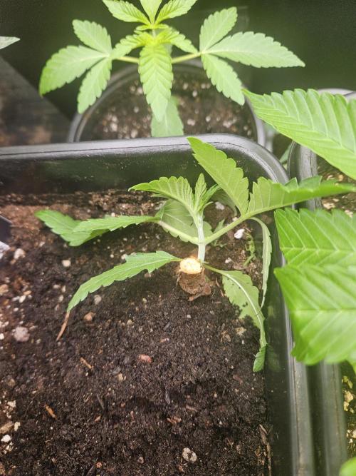Garlic Mint. Week 3