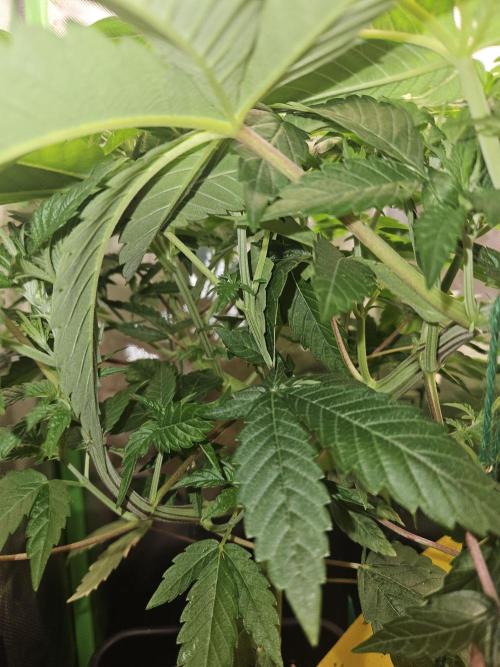 Mystery Phenos. Week 13