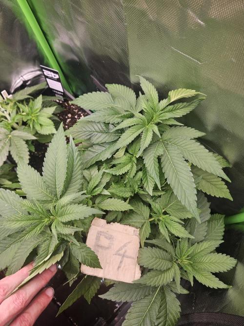 Mystery Phenos. Week 13