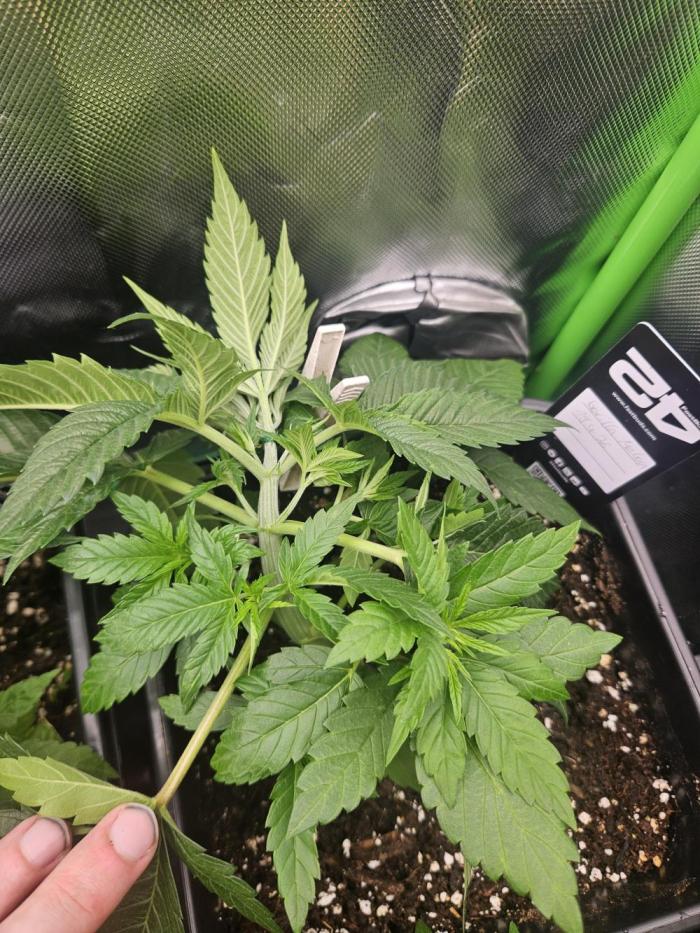 Gorilla Melon🍉😋. Week 4