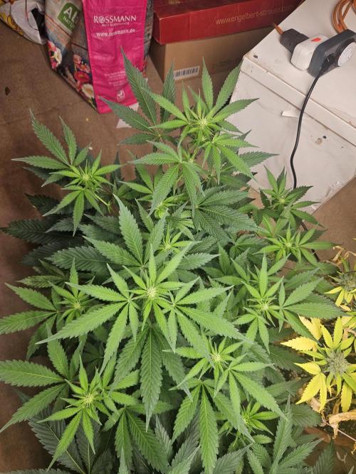 Clone Lemon Mandarin. Week 10