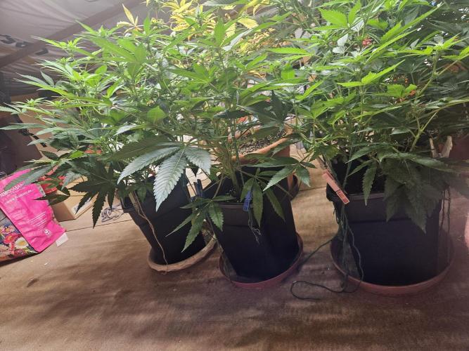 Clone Lemon Mandarin. Week 10
