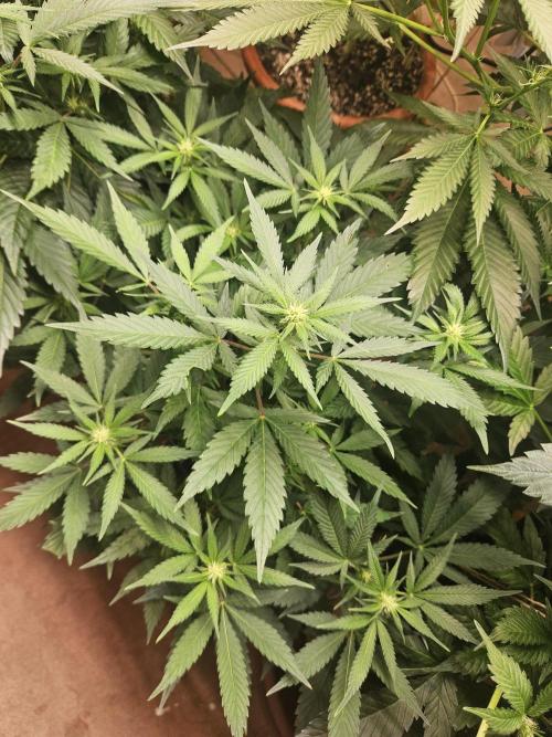 Clone Lemon Mandarin. Week 10