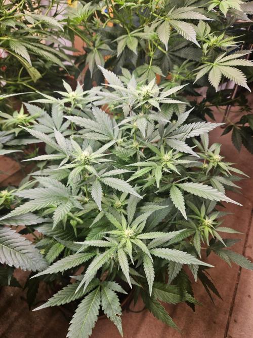 Clone Lemon Mandarin. Week 11