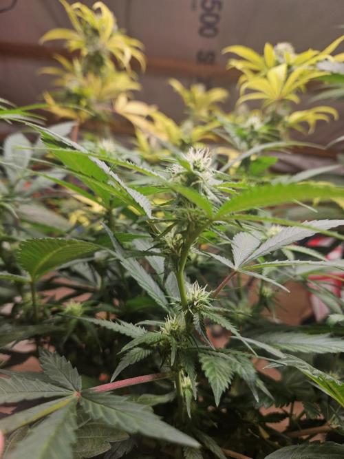 Clone Lemon Mandarin. Week 11