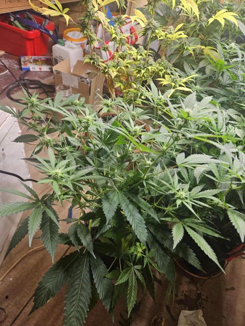 1,20x0,60x1,8. Week 11