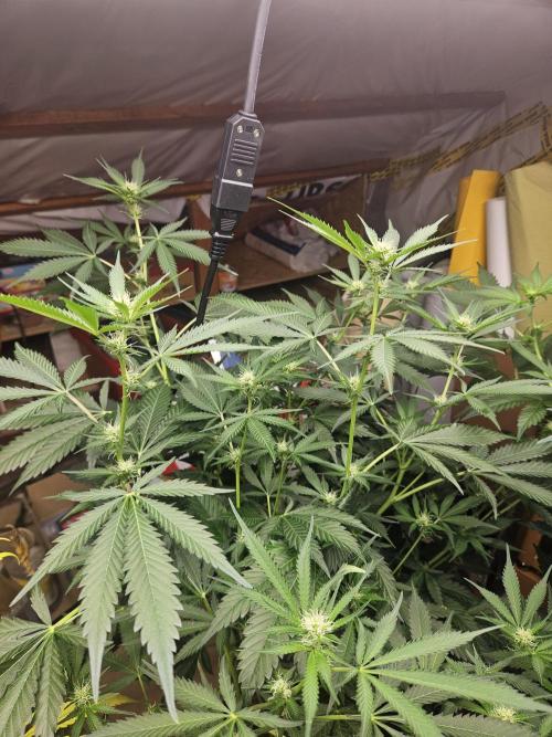 Mystery Phenos. Week 14