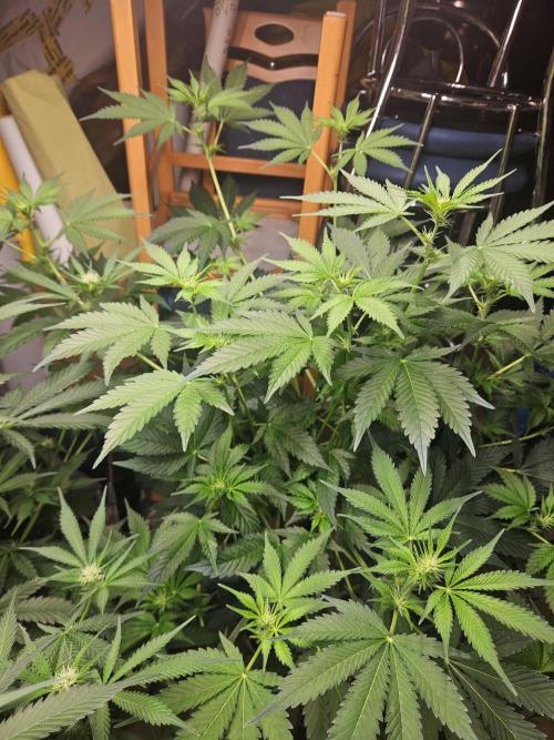 1,2x0,6x1,8. Week 14
