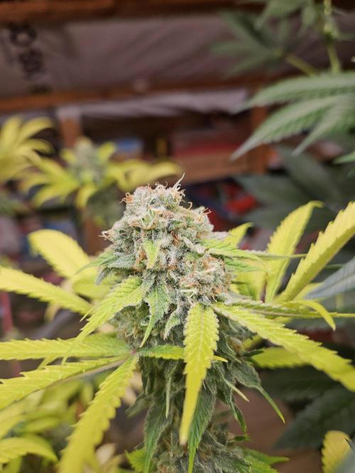 Lemon Mandarin 🍋🍊. Week 18