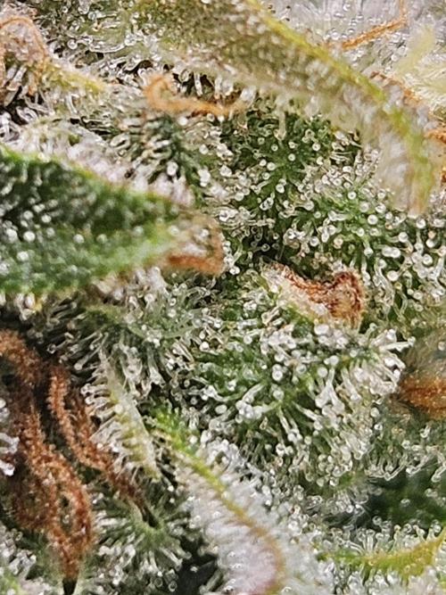 Lemon Mandarin. Week 18