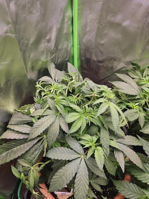 Gary Sherbet. Week 9
