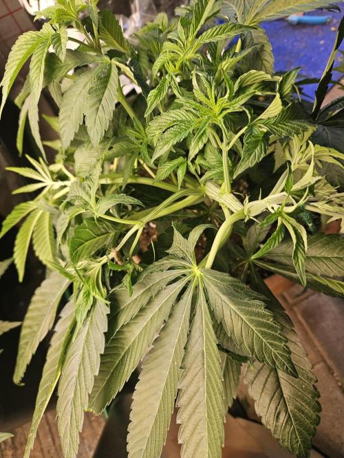 Gary Sherbet. Week 9