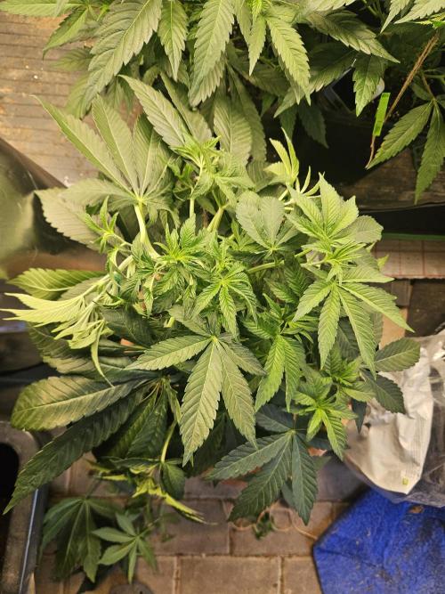 Gary Sherbet. Week 9
