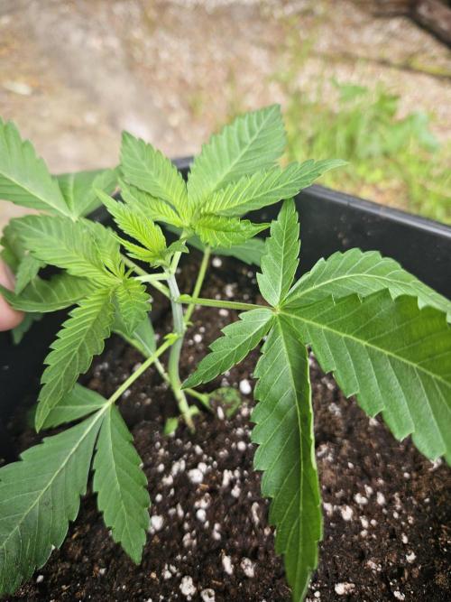 Lemon Cherry Runtz. Week 3