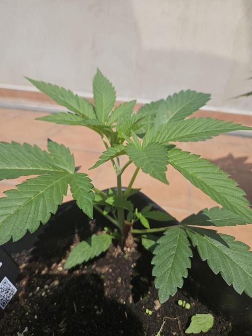 Garlic Mint. Week 4