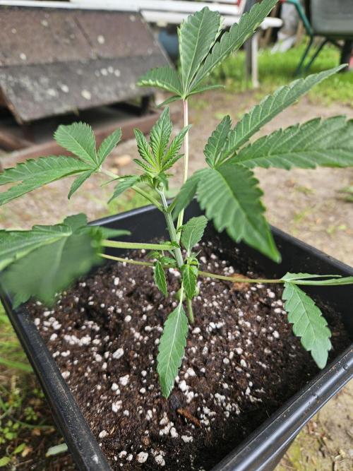 FC4000-EVO 320W Dimmable Samsung LED. Week 4