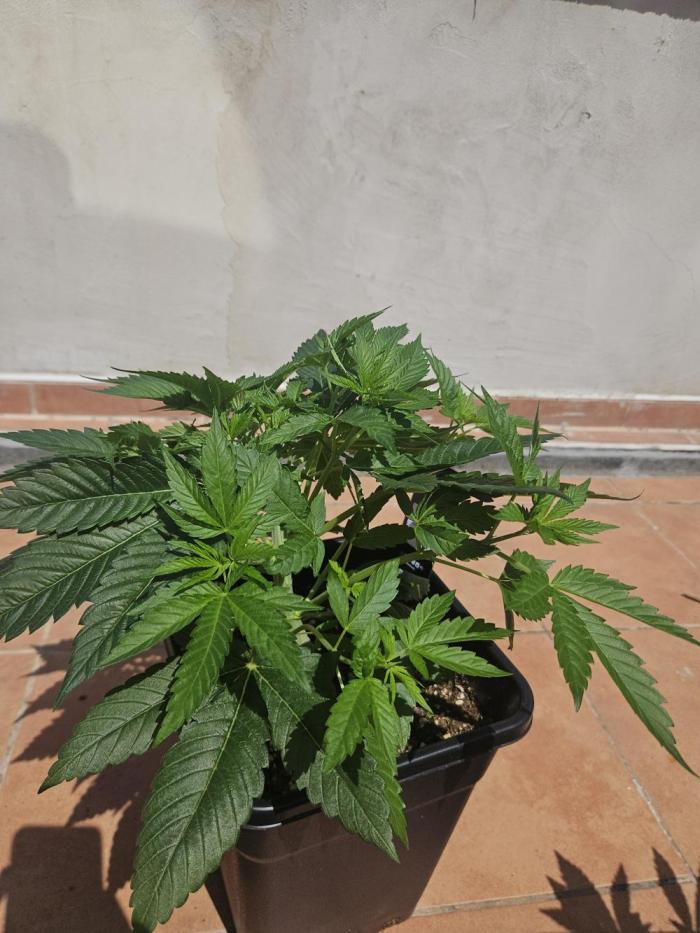 Gorilla Melon🍉😋. Week 5
