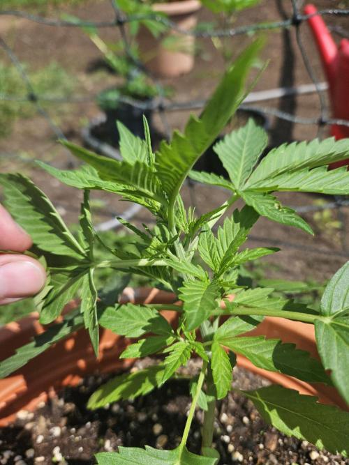 Banana Cherry Cookies Auto. Week 5