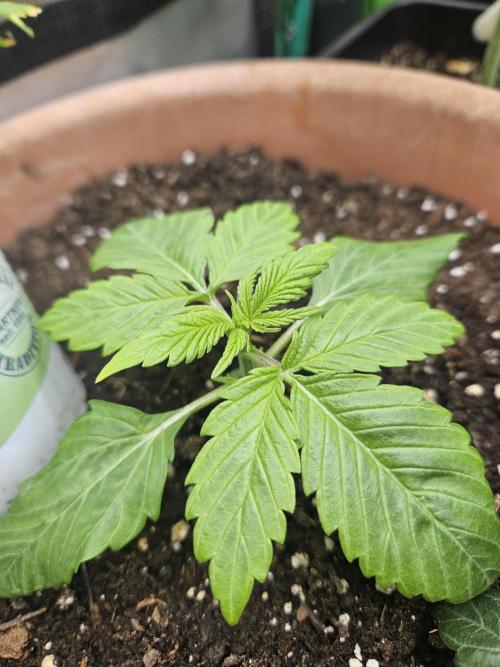 Banana Cherry Cookies Auto. Week 3