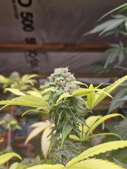 Lemon Mandarin 🍋🍊. Week 18