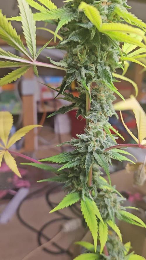Lemon Mandarin 🍋🍊