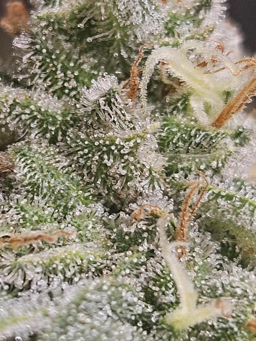 Lemon Mandarin. Week 18