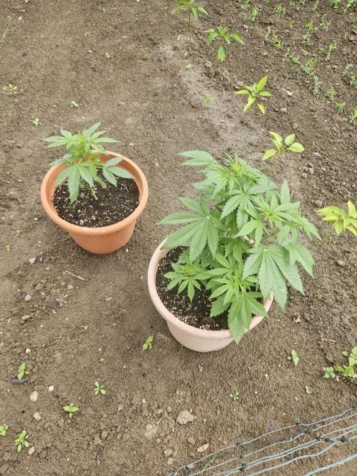 Banana Cherry Cookies Auto. Week 5