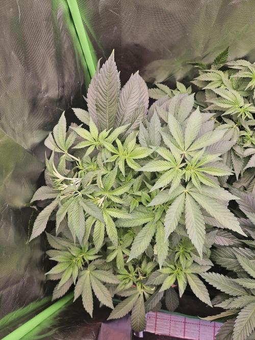 Gary Sherbet. Week 9