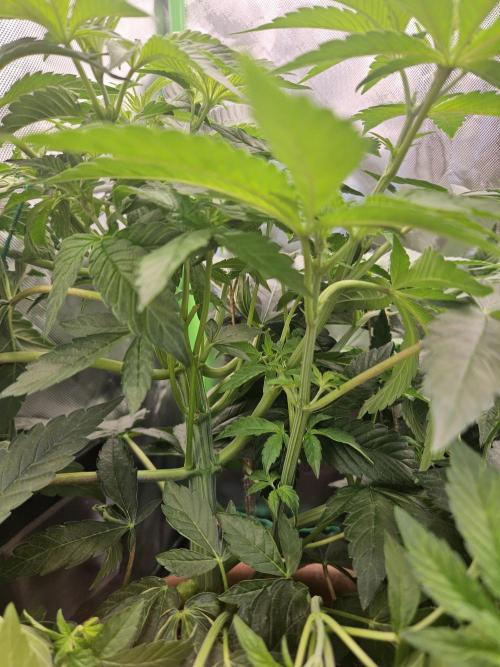 Gary Sherbet. Week 9