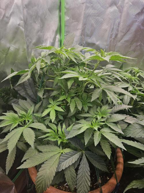 Gary Sherbet. Week 9