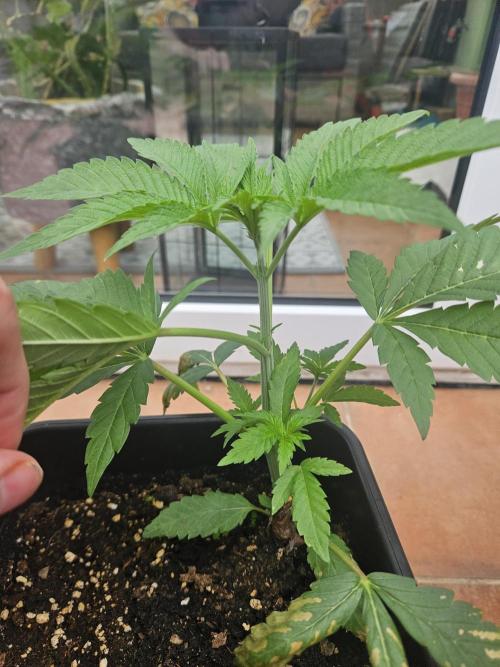 Garlic Mint. Week 4