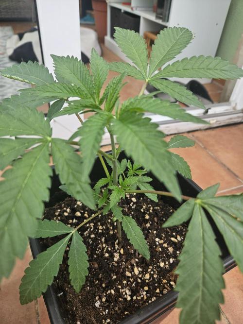 Garlic Mint. Week 4