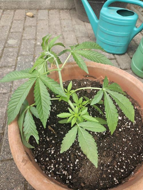FC4000-EVO 320W Dimmable Samsung LED. Week 4