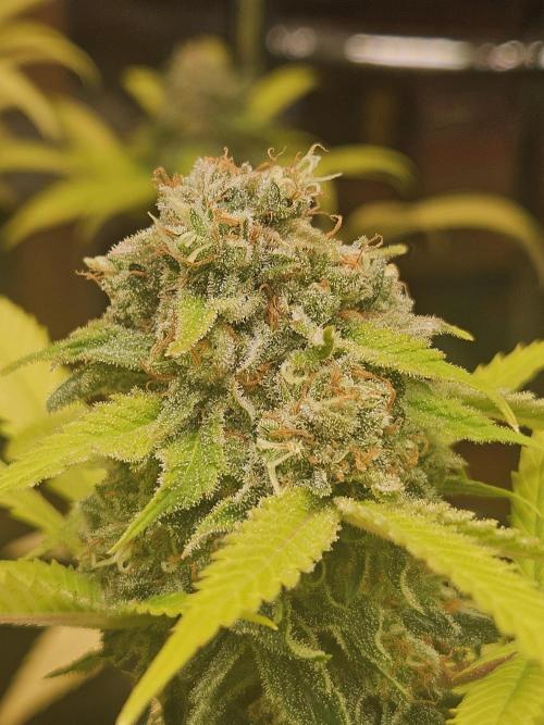 Lemon Mandarin 🍋🍊. Week 19