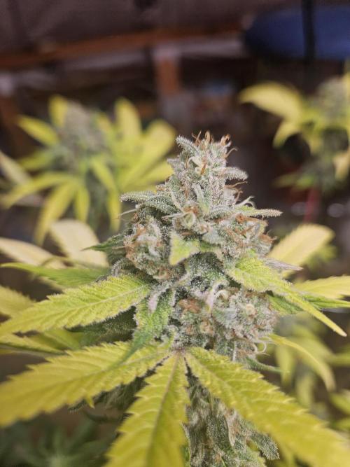 Lemon Mandarin 🍋🍊. Week 19