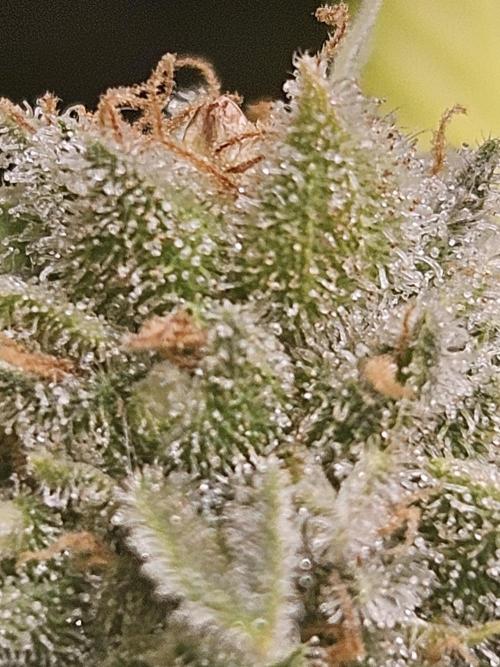Lemon Mandarin 🍋🍊. Week 19