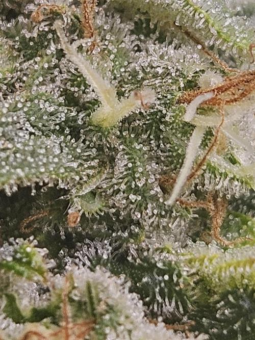 Lemon Mandarin. Week 19