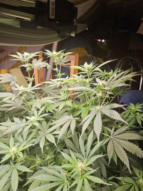 Mystery Phenos. Week 15