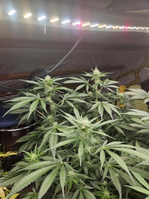 Mystery Phenos. Week 15