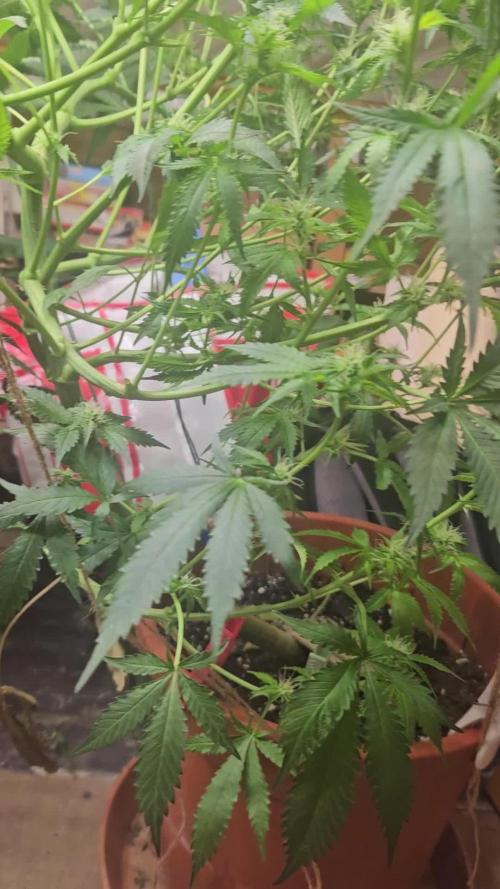 Mystery Phenos
