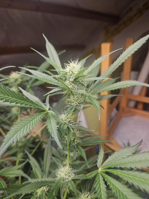 Mystery Phenos. Week 15