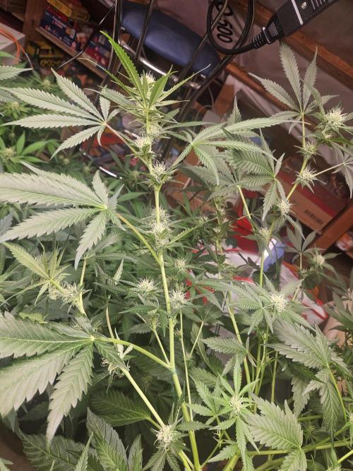 Mystery Phenos. Week 15